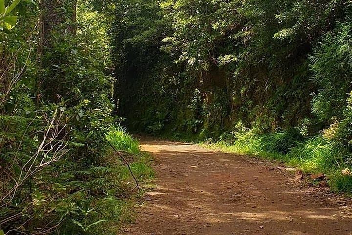 Funchal 4x4 Sunday Market to Pico do Arieiro Half‑Day Tour photo 4