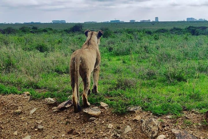 Half-Day Nairobi National Park Safari: Early Morning Game Drive from Nairobi photo 6