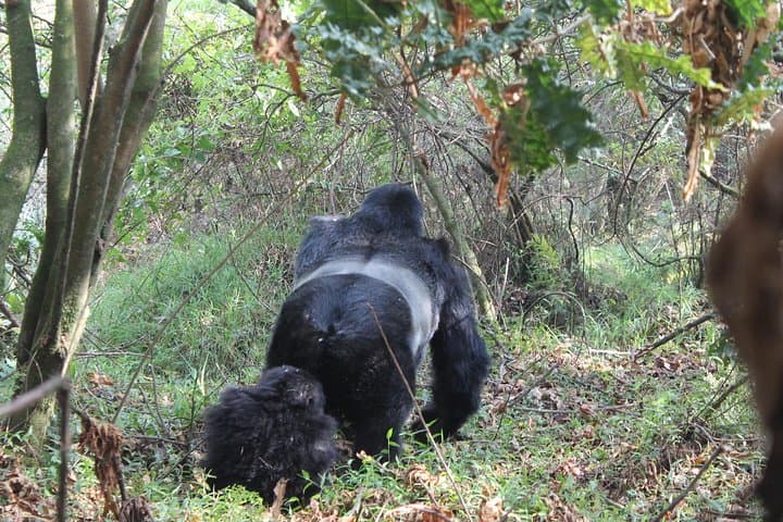 3-Day Gorilla Safari in Bwindi: Trek Mountain Gorillas from Kampala