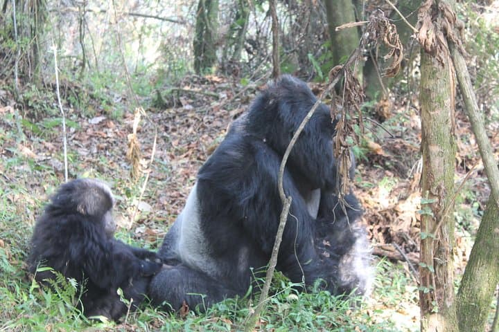 3-Day Gorilla Safari in Bwindi: Trek Mountain Gorillas from Kampala photo 2