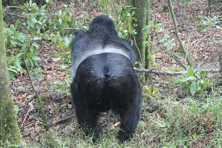 3-Day Gorilla Safari in Bwindi: Trek Mountain Gorillas from Kampala photo 3