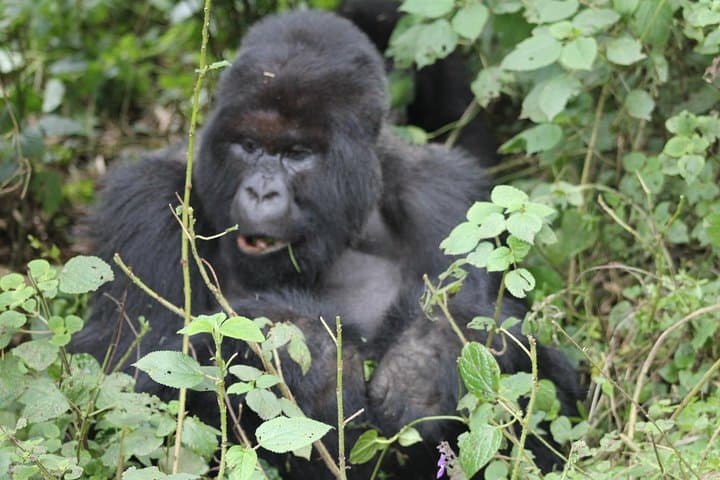 3-Day Gorilla Safari in Bwindi: Trek Mountain Gorillas from Kampala photo 4