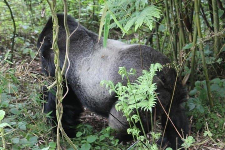 3-Day Gorilla Safari in Bwindi: Trek Mountain Gorillas from Kampala photo 5