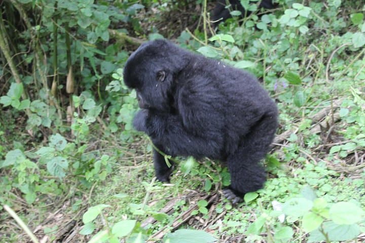3-Day Gorilla Safari in Bwindi: Trek Mountain Gorillas from Kampala photo 6