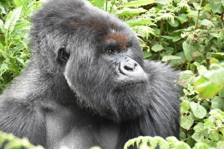 4-Day Gorilla Trekking & Lake Bunyonyi Escape in Uganda photo 4