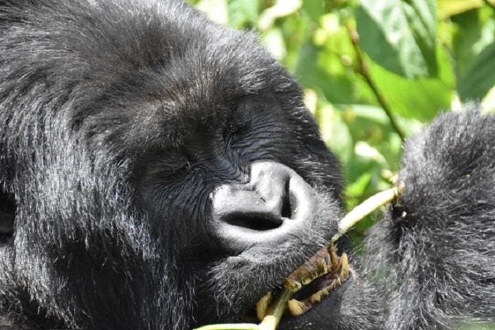 4-Day Gorilla Trekking & Lake Bunyonyi Escape in Uganda photo 5