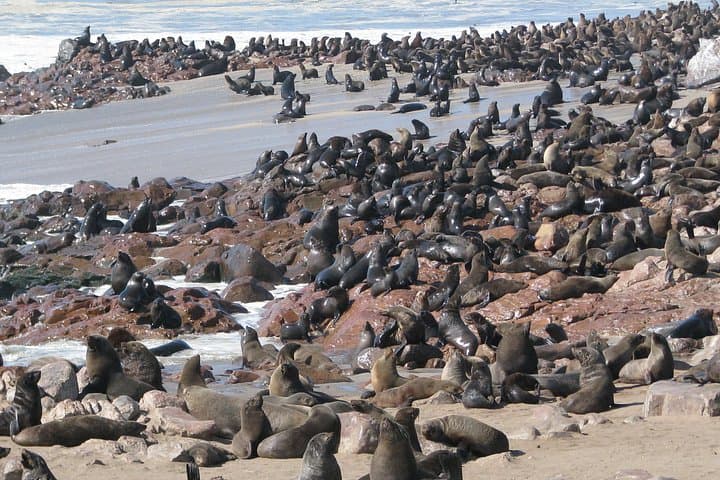 Cape Cross Seal Colony Tour from Swakopmund — Day Trip to Namibia's Cape Fur Seals