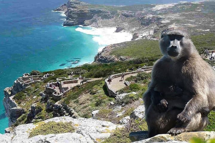 Cape Peninsula to Constantia: A Private Day Trip from Cape Town photo 3