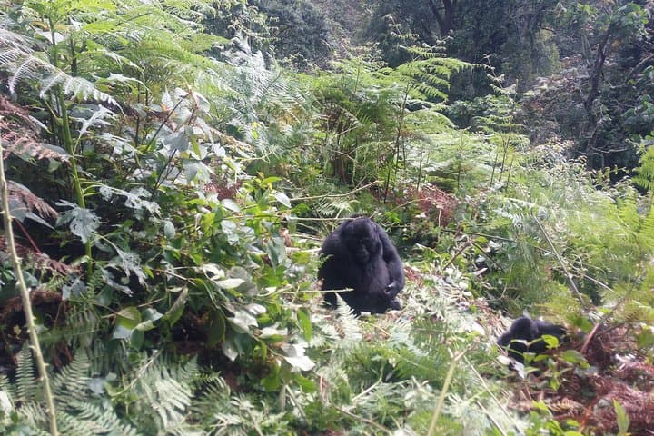 10-Day Uganda Safari: Gorilla & Chimpanzee Trekking Adventure photo 6