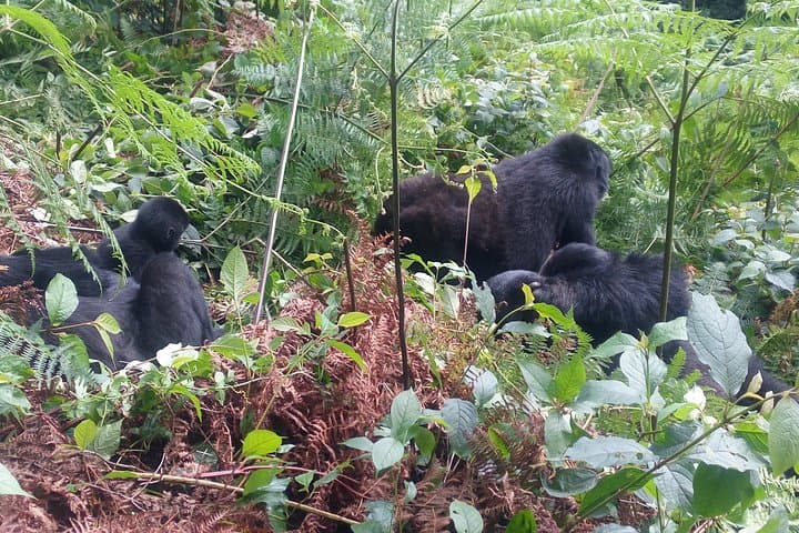 10-Day Uganda Safari: Gorilla & Chimpanzee Trekking Adventure photo 4