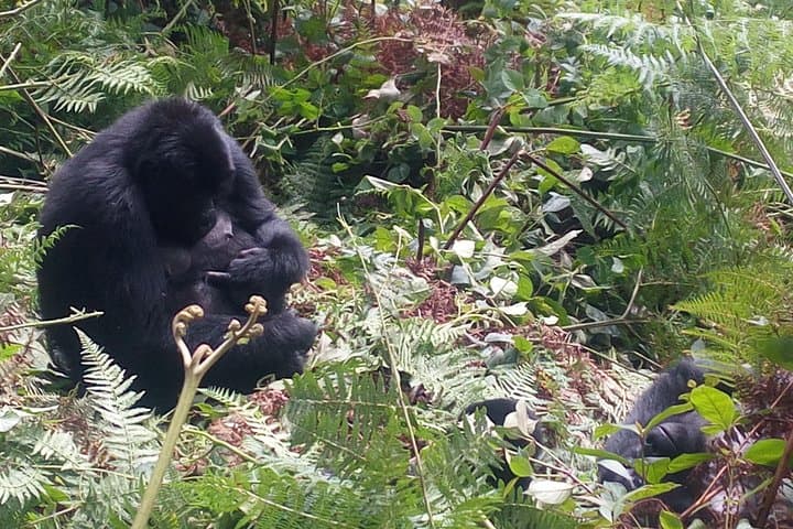 10-Day Uganda Safari: Gorilla & Chimpanzee Trekking Adventure photo 3