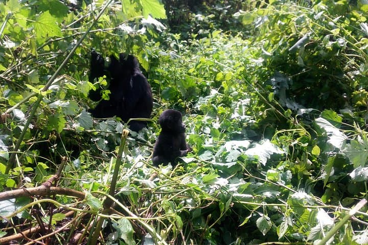 10-Day Uganda Safari: Gorilla & Chimpanzee Trekking Adventure