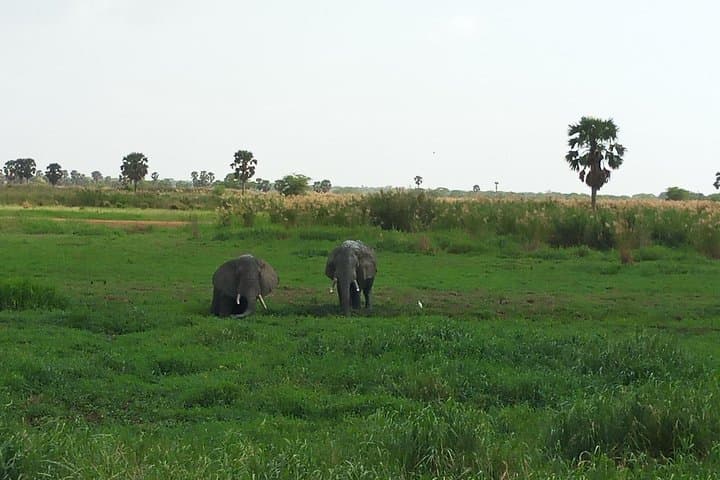 10-Day Uganda Safari: Gorilla & Chimpanzee Trekking Adventure photo 2