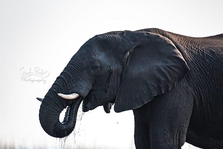 Three-Hour Chobe Game Drive — Kasane Safari for Elephants, Hippos & Lions photo 4