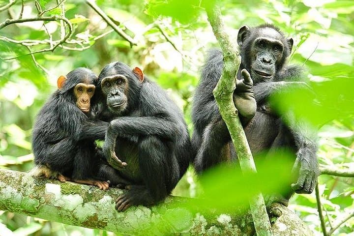 Nyungwe Forest 2-Day Chimpanzee Trekking, Canopy Walk & Zipline Adventure