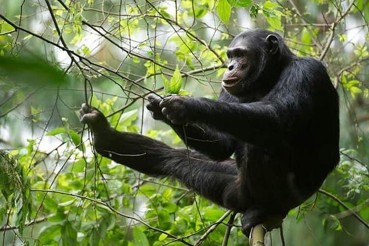 Nyungwe Forest 2-Day Chimpanzee Trekking, Canopy Walk & Zipline Adventure photo 2