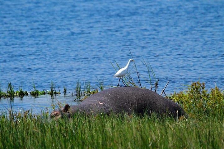 One-Day Akagera Game Drive: Private Wildlife Safari from Kigali photo 6
