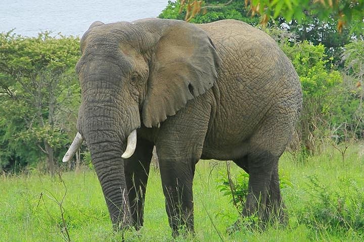 One-Day Akagera Game Drive: Private Wildlife Safari from Kigali photo 4