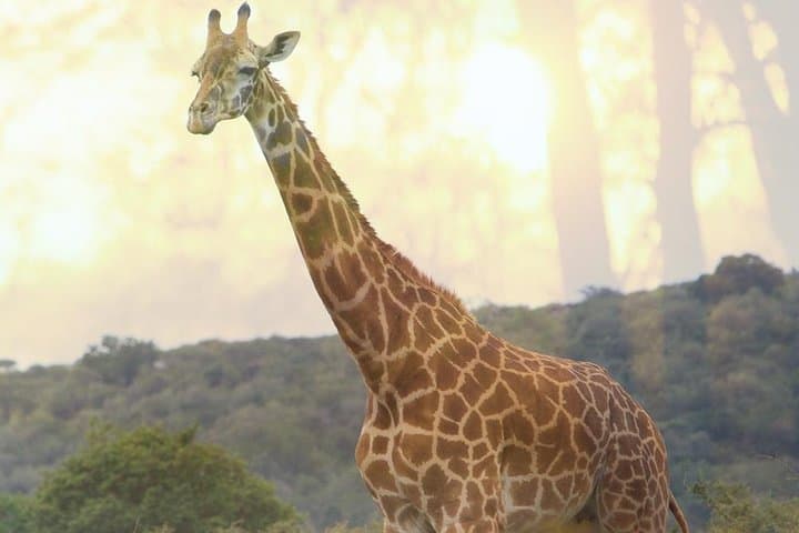 One-Day Akagera Game Drive: Private Wildlife Safari from Kigali photo 5