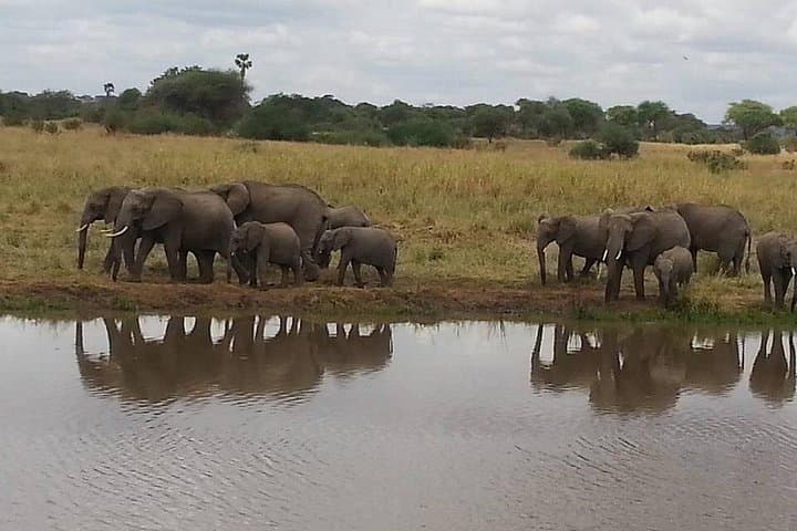 3-Day Mikumi National Park Safari From Zanzibar or Dar es Salaam photo 3