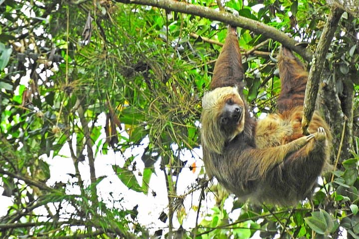 Chicaque Cloud Forest Birdwatching Day Trip from Bogotá (Private Tour with Lunch) photo 4