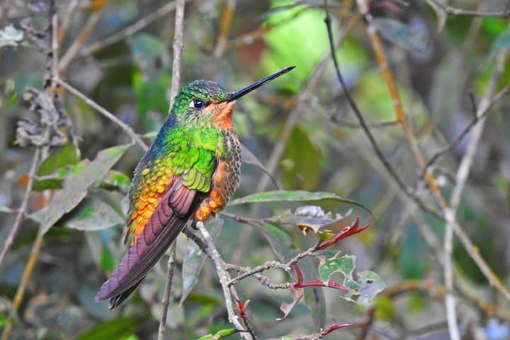 Chicaque Cloud Forest Birdwatching Day Trip from Bogotá (Private Tour with Lunch) photo 2