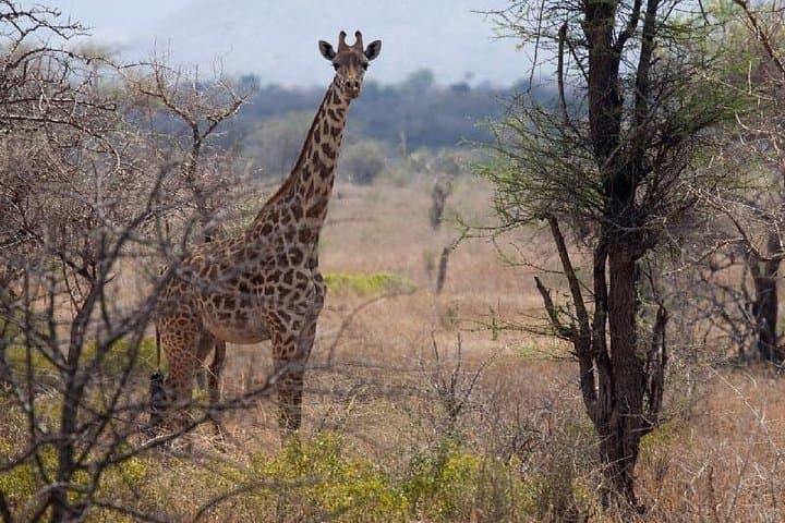 3-Day Mikumi National Park Safari From Zanzibar or Dar es Salaam photo 4