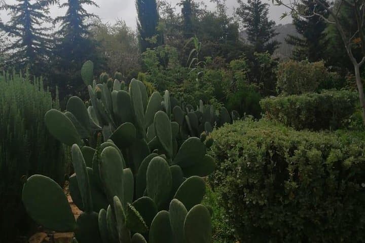 Half-Day Paradise Valley Tour from Agadir or Taghazout photo 4
