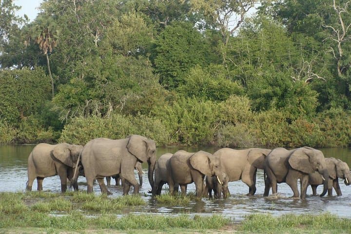3-Day Selous Game Reserve Safari from Zanzibar — Fly-In Game Drives & Rufiji Boat Trip photo 3