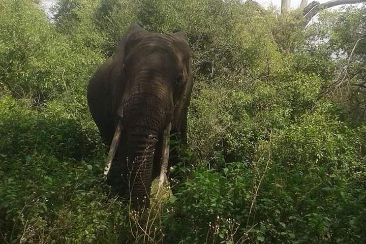3-Day Selous Game Reserve Safari from Zanzibar — Fly-In Game Drives & Rufiji Boat Trip photo 4
