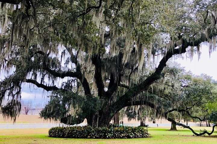 Evergreen Plantation Private Tour from New Orleans: VIP Access & City Drive photo 3