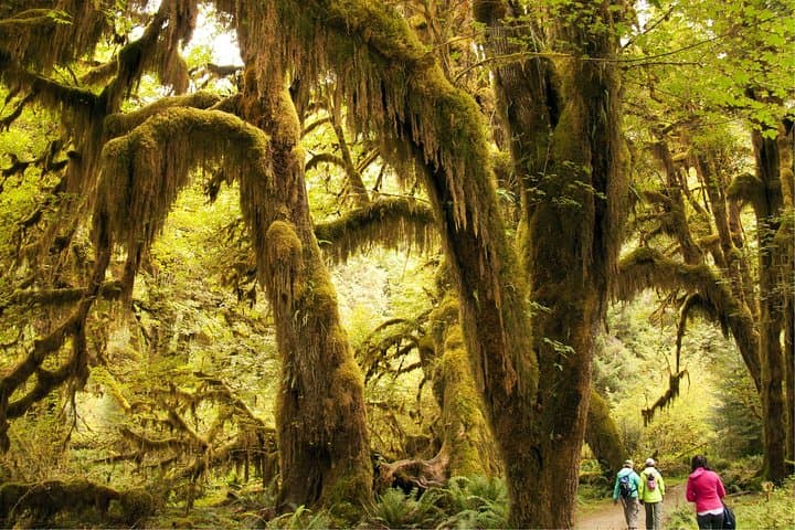 Silent Forest & Coast: 3-Day Olympic National Park Tour from Seattle photo 4