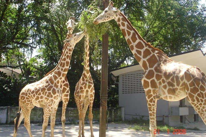 Zoo Negara Kuala Lumpur: National Zoo with Giant Pandas — What to Expect photo 2