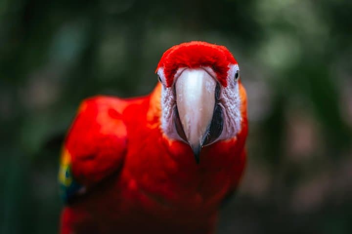 Inside La Fortuna’s Wildlife Rescue Center: Hands-On Conservation Tour photo 2