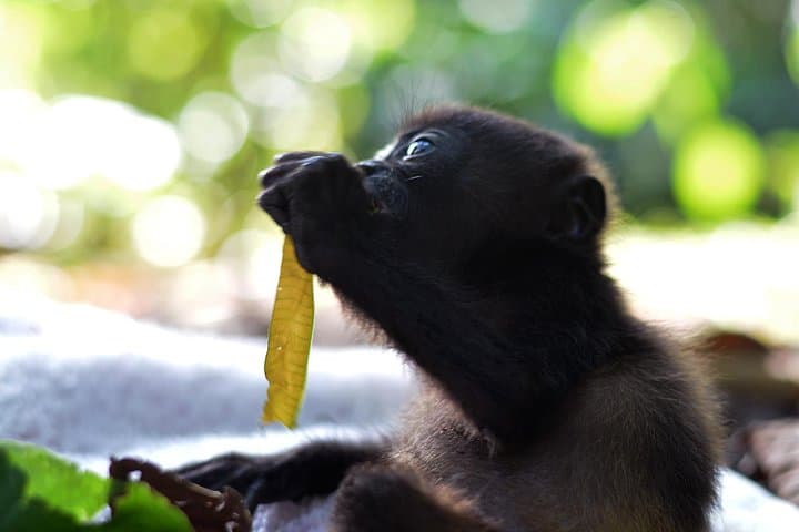 Inside La Fortuna’s Wildlife Rescue Center: Hands-On Conservation Tour photo 3