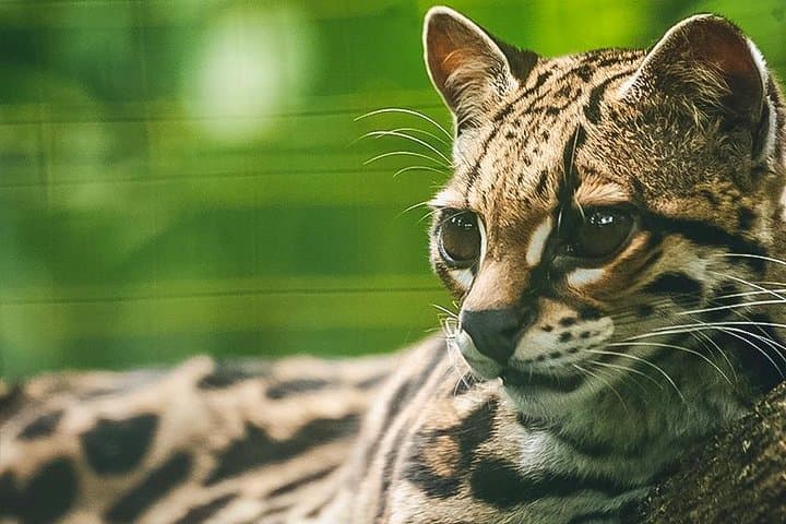 Inside La Fortuna’s Wildlife Rescue Center: Hands-On Conservation Tour photo 4
