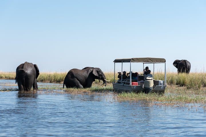 Chobe Day Trip from Livingstone — Chobe River Safari & Game Drive photo 2