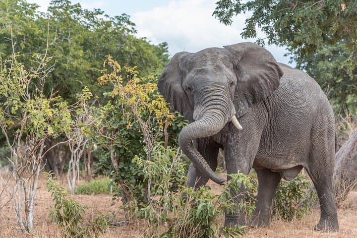 Chobe Day Trip from Livingstone — Chobe River Safari & Game Drive photo 3