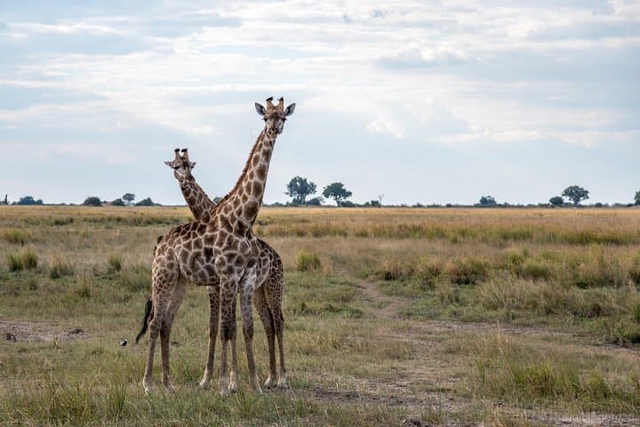 Chobe Day Trip from Livingstone — Chobe River Safari & Game Drive photo 4