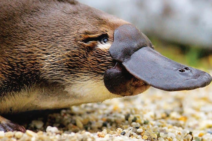 Great Ocean Road 2-Day Tour with Sunrise Platypus Paddle on Lake Elizabeth photo 1