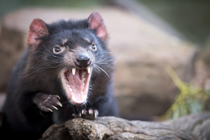 Port Arthur & Tasman Peninsula Day Tour — Devils, Cliffs & Convict History from Hobart