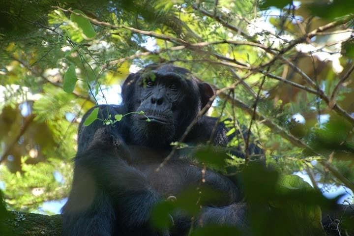 5-Day Primate Habituation Experience: Chimpanzee & Gorilla Encounters in Uganda photo 5