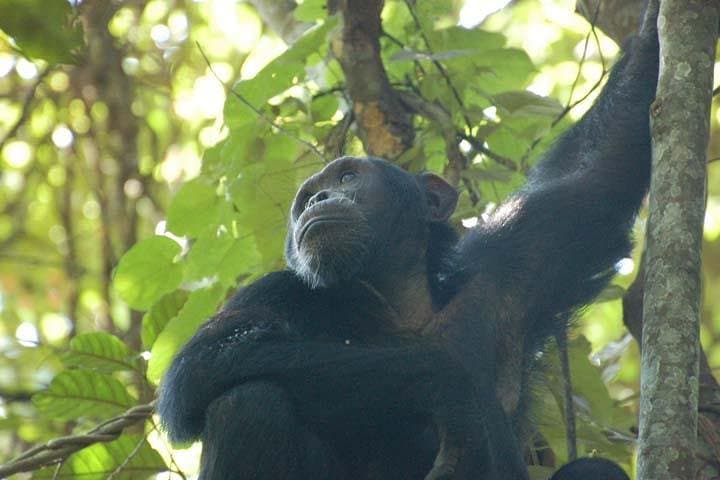 8-Day Uganda Safari: Murchison Falls to Bwindi Gorilla & Chimp Trekking photo 2