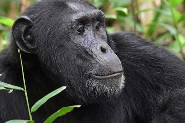 7-Day Uganda Safari: Gorilla & Chimpanzee Trekking with Queen Elizabeth Big Five