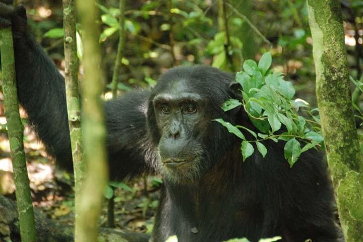 7-Day Uganda Safari: Gorilla & Chimpanzee Trekking with Queen Elizabeth Big Five photo 5