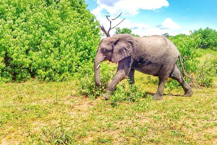Chobe Day Trip from Livingstone — Chobe River Safari & Game Drive photo 5