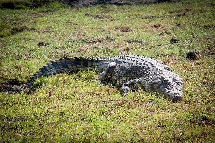 Chobe Day Trip from Livingstone — Chobe River Safari & Game Drive photo 6