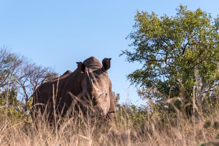 White Rhino Walk at Mosi-oa-Tunya National Park — Up-Close Rhino Encounter in Livingstone photo 2