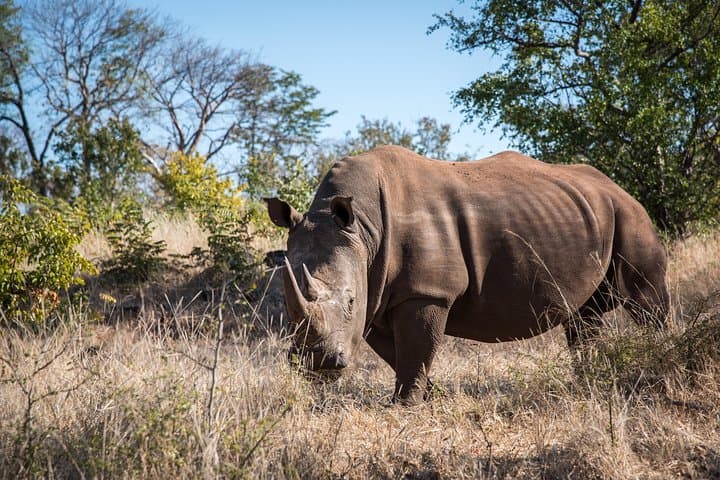 White Rhino Walk at Mosi-oa-Tunya National Park — Up-Close Rhino Encounter in Livingstone