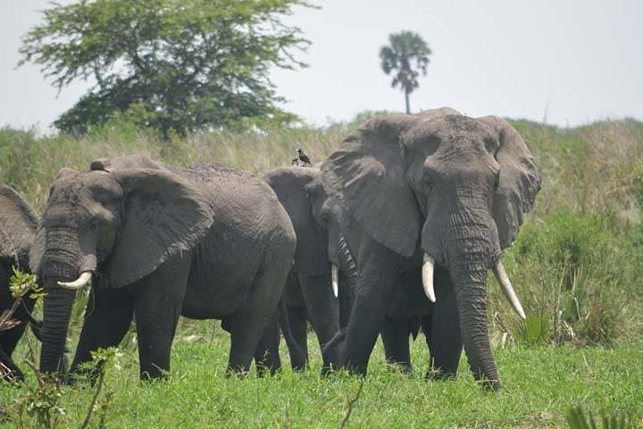 7-Day Uganda Safari: Gorilla & Chimpanzee Trekking with Queen Elizabeth Big Five photo 2